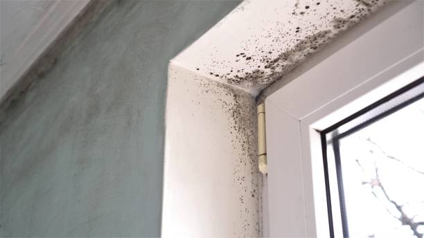 Best Mold Damage Repair  in Agency Village, SD