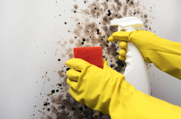 Best Local Mold Removal Service  in Agency Village, SD