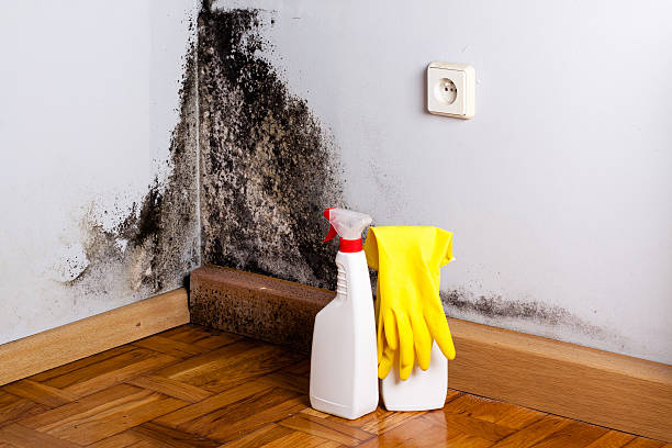 Best Commercial Mold Removal  in Agency Village, SD